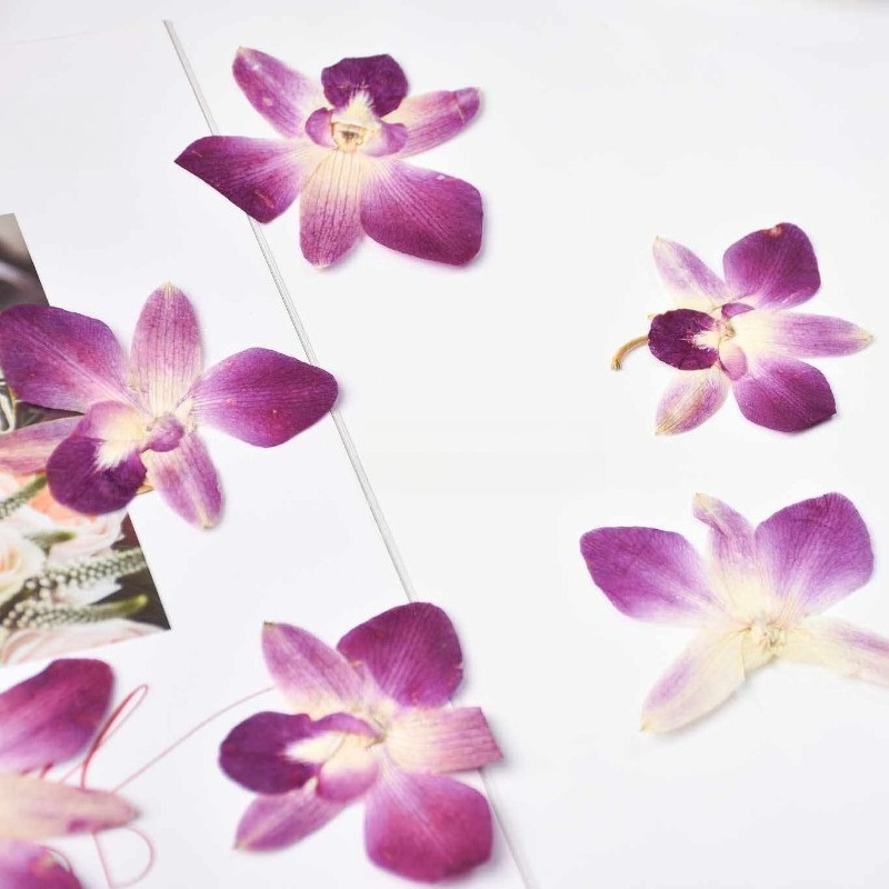 4 ชิ้น, ดอกกล้วยไม้ผีเสื้อแท้แ - Resin Art Frame บทวิจารณ์และราคา