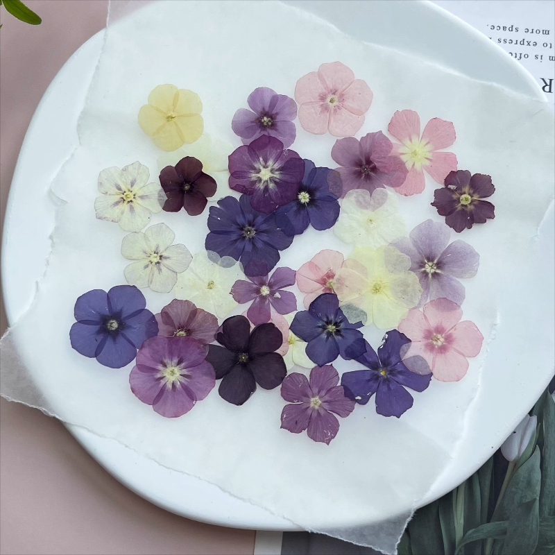 ดอกไม้แห้งอัดแบบกึ่งโปร่งแสง 1 - Resin Art Liquid บทวิจารณ์และราคา